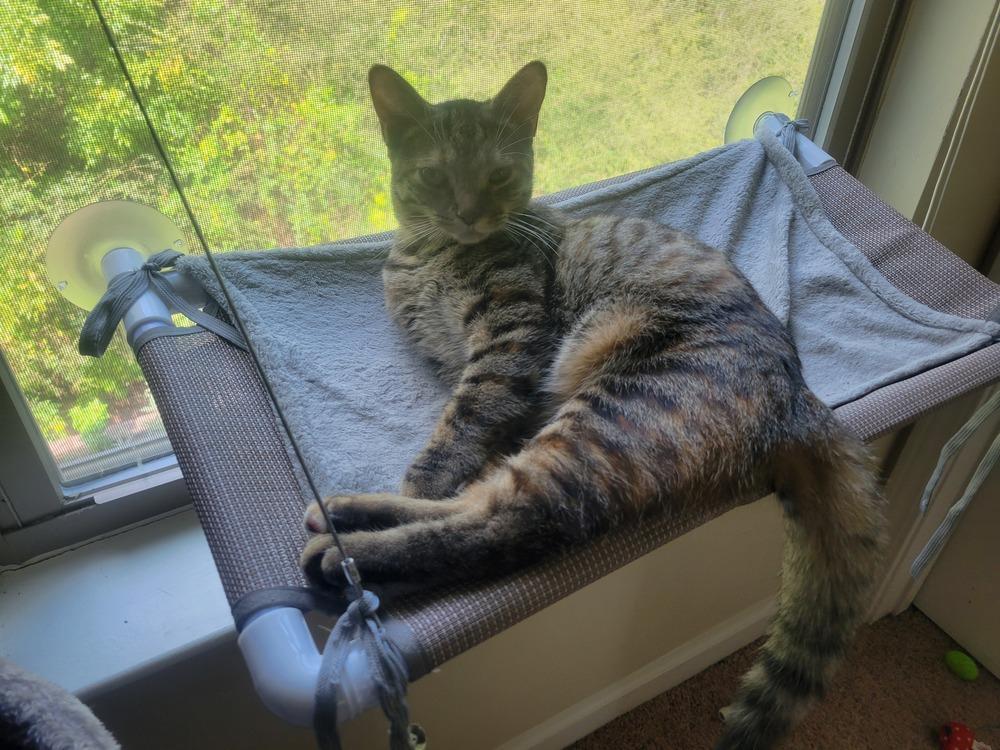 Hershey, a Adoptable mixed breed in Powder Springs, GA image 2/6