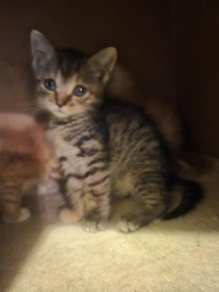 Hershey, a Adoptable mixed breed in Powder Springs, GA image 3/6