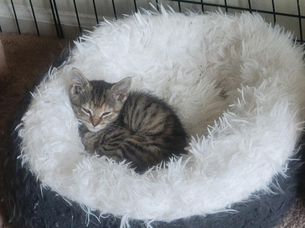 Hershey, a Adoptable mixed breed in Powder Springs, GA image 4/6