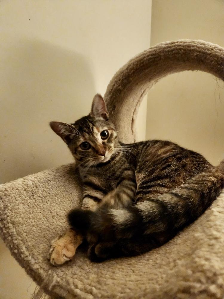 Hershey, a Adoptable mixed breed in Powder Springs, GA image 5/6