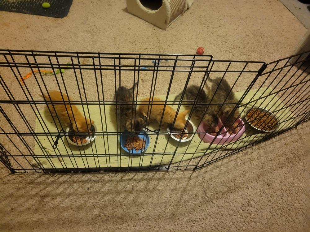 Hershey, a Adoptable mixed breed in Powder Springs, GA image 6/6