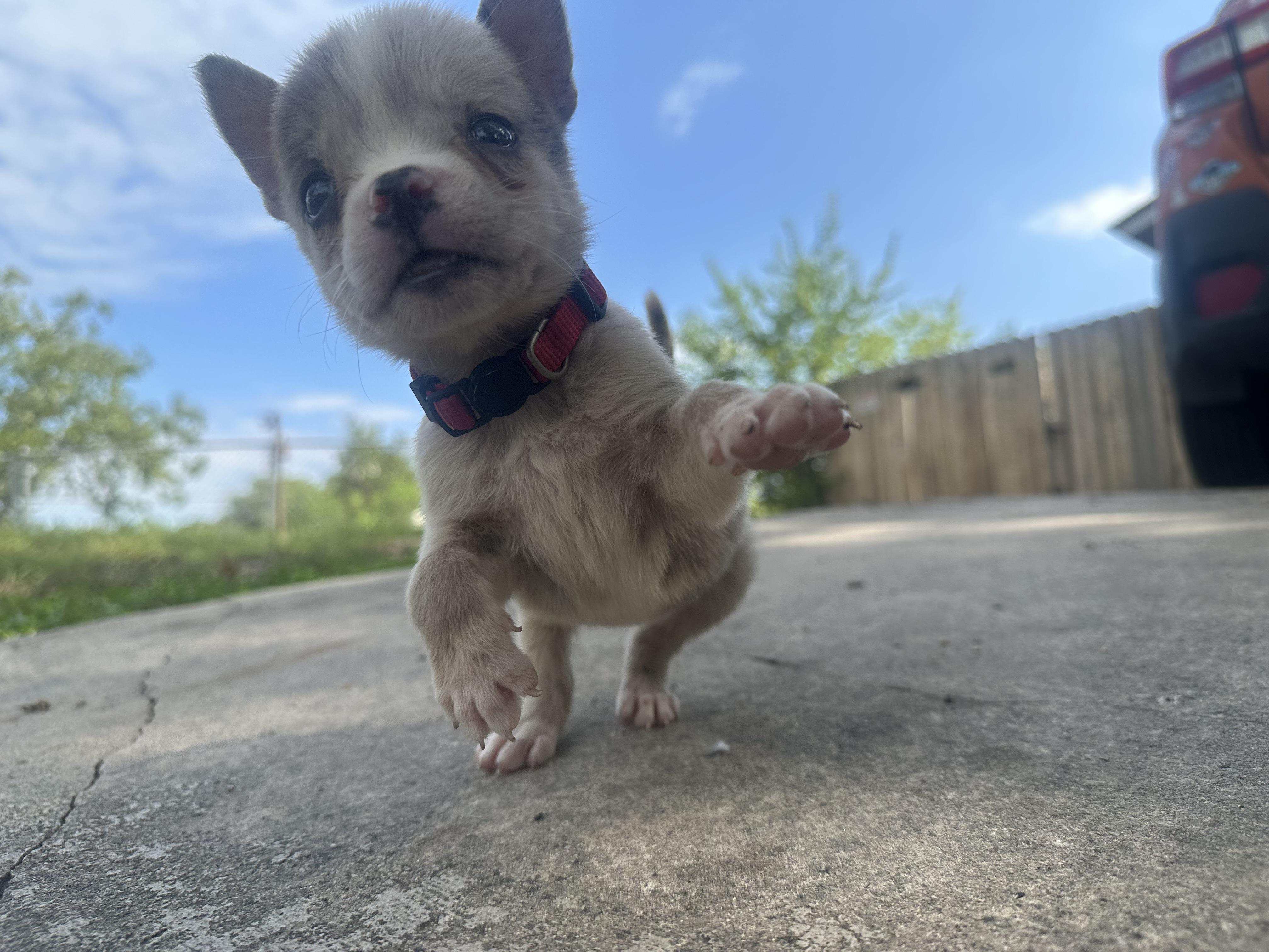 Enlarge Squash, a Adopted mixed breed in kirby, TX image 3/5