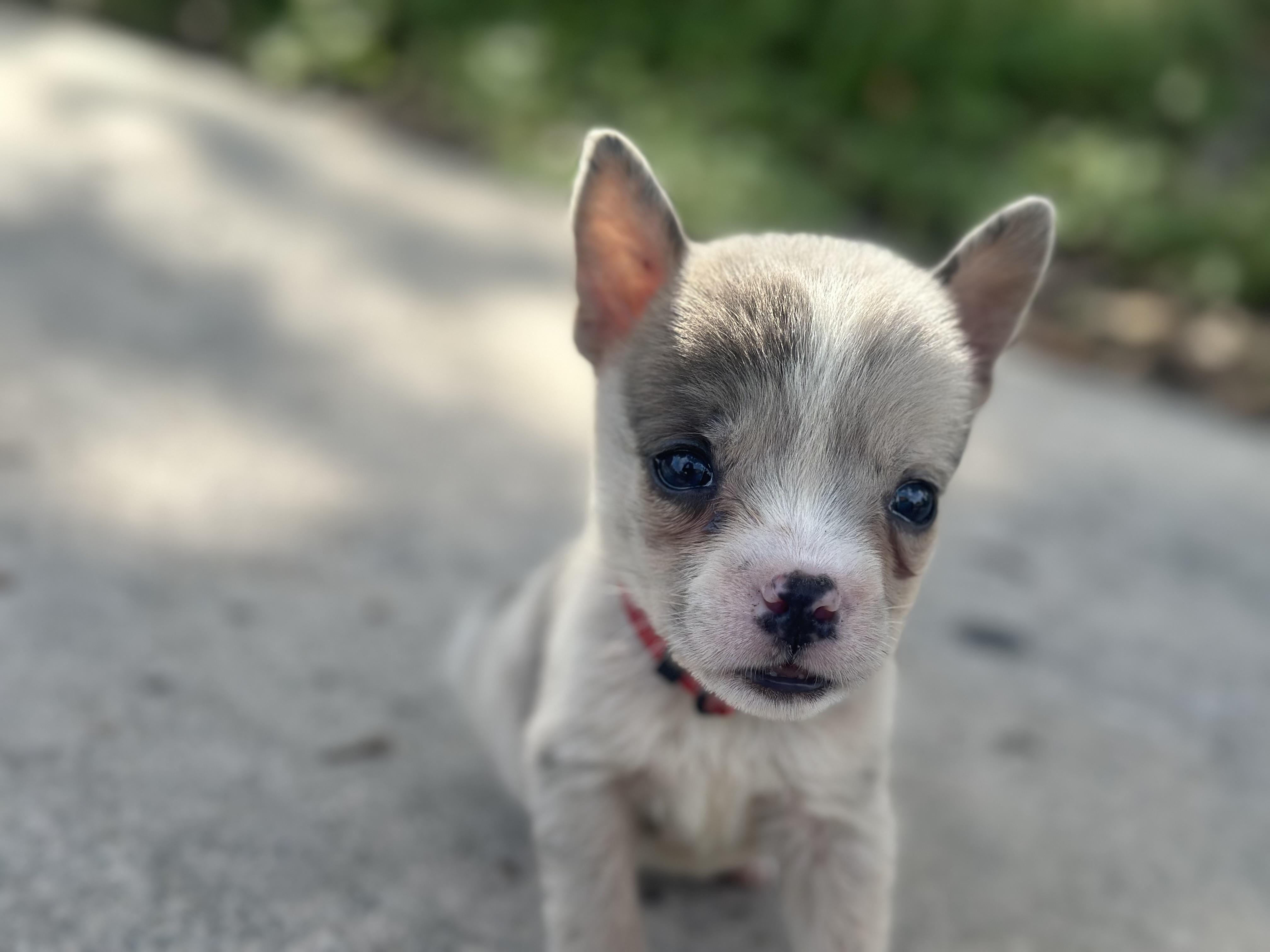 Enlarge Squash, a Adopted mixed breed in kirby, TX image 2/5