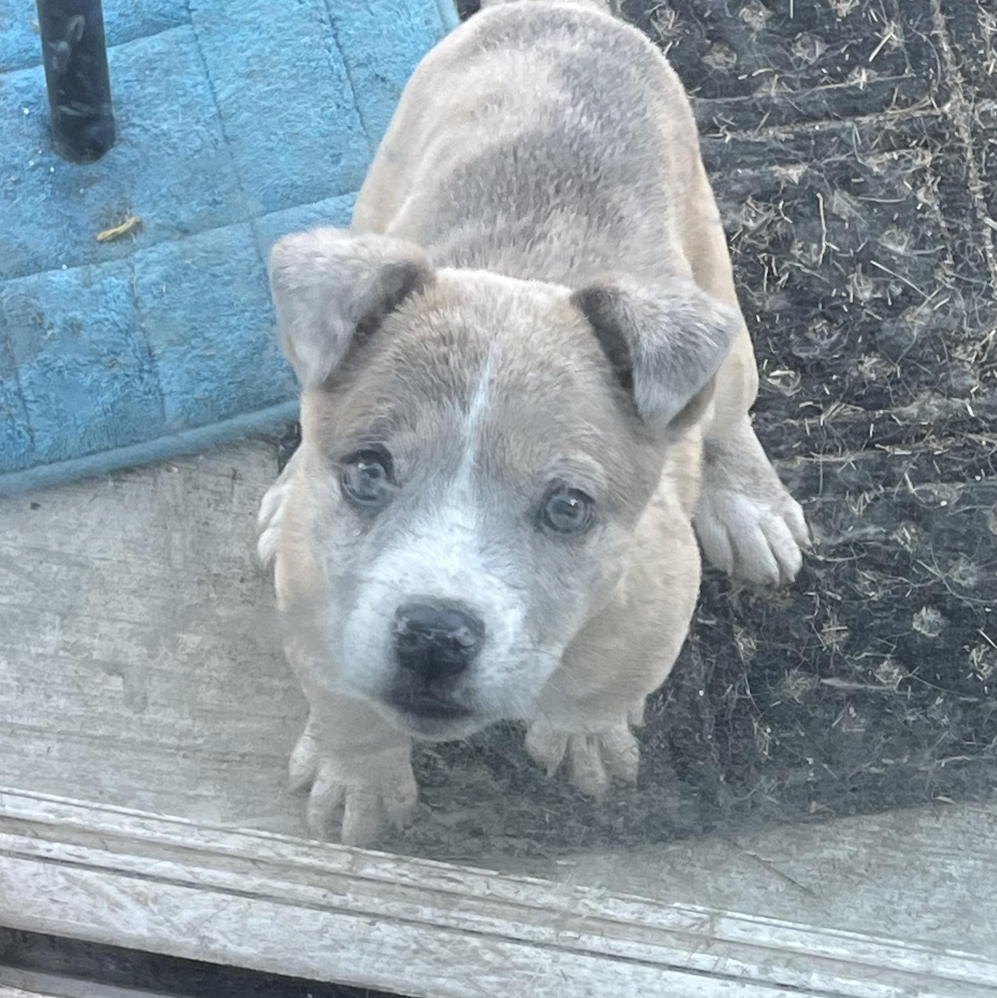Squash, Adopted, Puppy Female Bulldog & Husky.