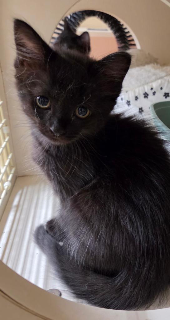 Enlarge Shadow, a Adoptable mixed breed in Tampa, FL image 1/1