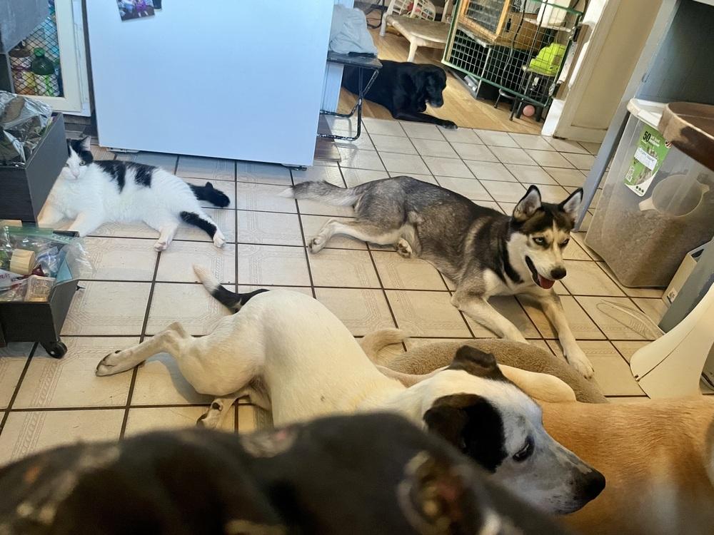Kaya, Adoptable, Adult Female Siberian Husky.