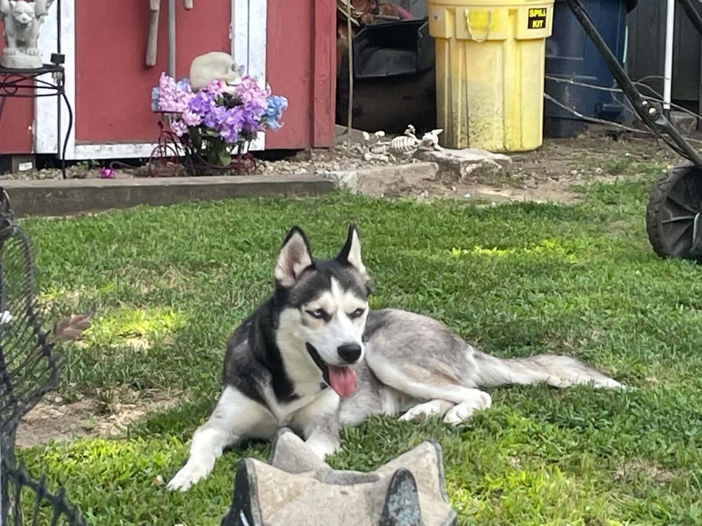 Enlarge Kaya, a Adoptable mixed breed in Middletown, CT image 2/5