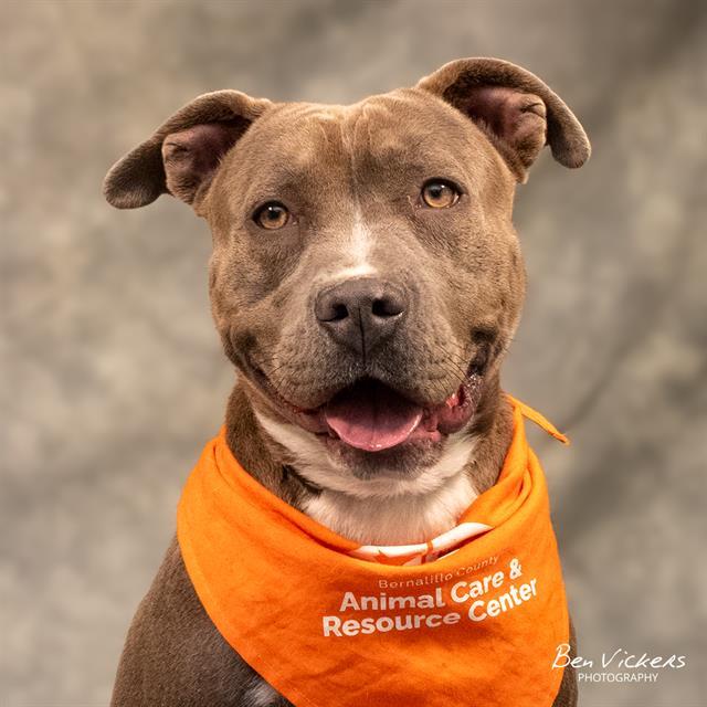 BEDDYW, Adoptable, Young Female Pit Bull Terrier & Mixed Breed.