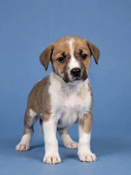 Georgia, adopted, Young Male Mixed Breed.