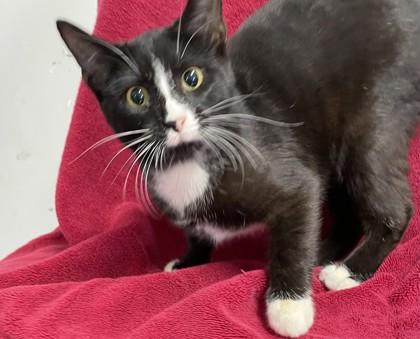 Enlarge Sourdough, a Adoptable Domestic Short Hair in Covington, LA image 1/3