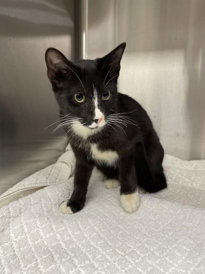 Sourdough, Adoptable, Kitten Female Domestic Short Hair & Domestic Short Hair.