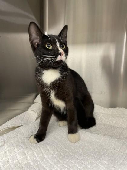 Enlarge Sourdough, a Adoptable Domestic Short Hair in Covington, LA image 3/3