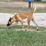 Enlarge PEANUT - TRANSPORT AVAILABLE, a Adoptable mixed breed in Indianapolis, IN image 2/5