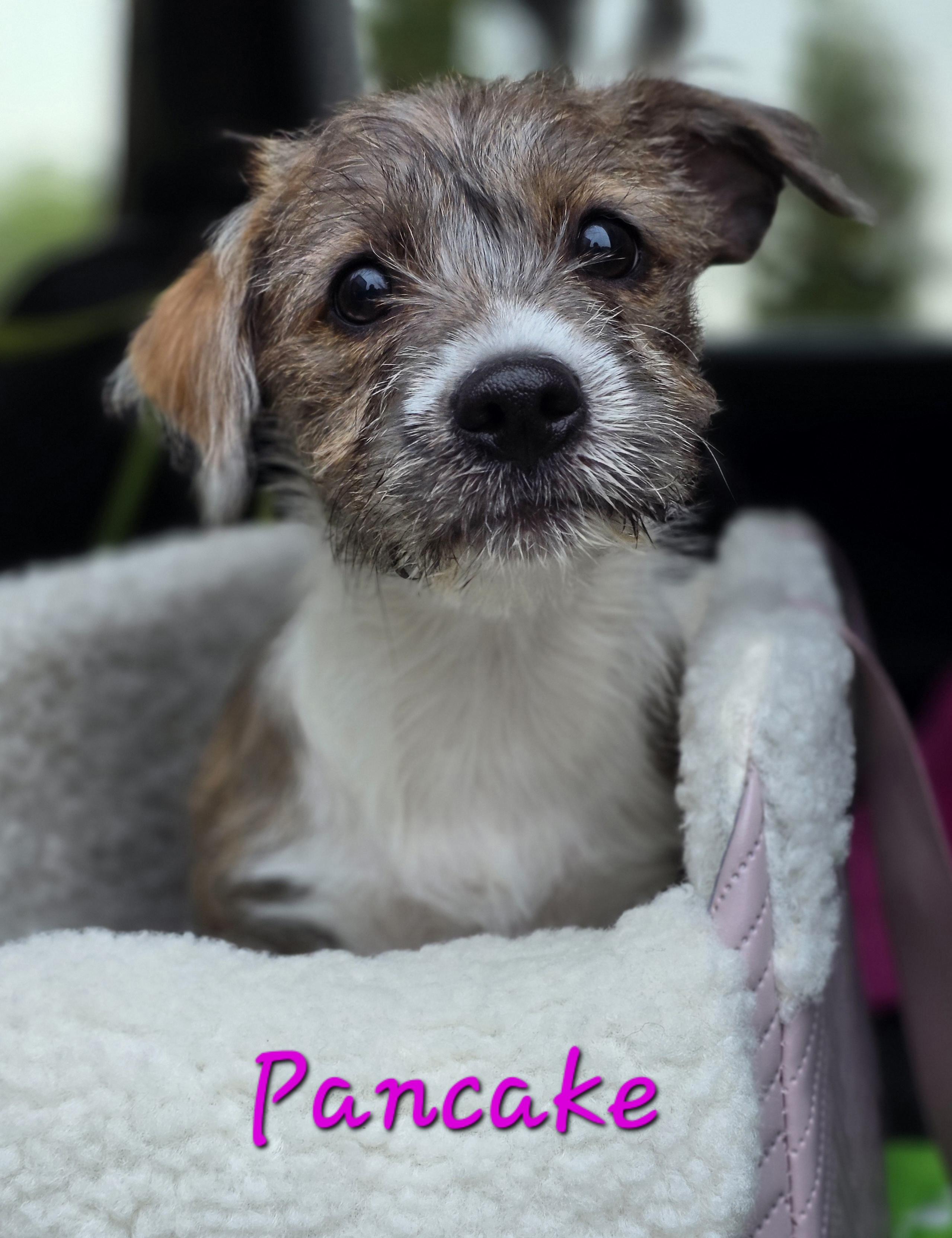 Pancake, Adoptable, Puppy Female Chihuahua & Maltese.