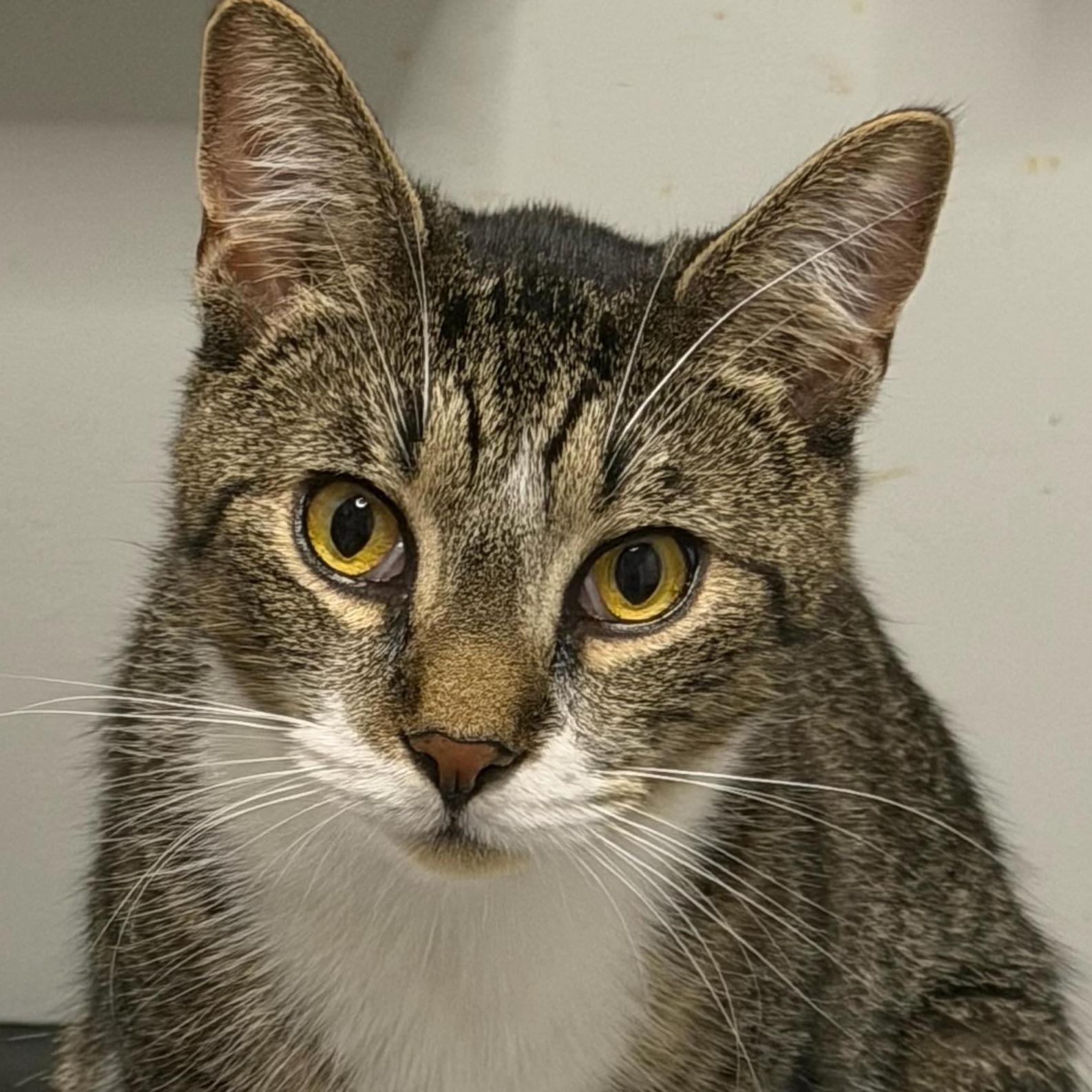 Cullen, ADOPTABLE, Adult Male Domestic Short Hair.