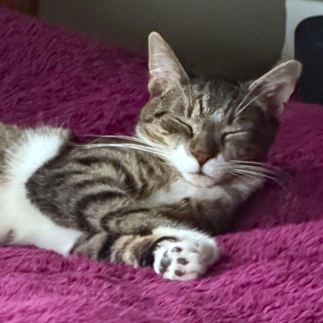 Cullen, ADOPTABLE, Adult Male Domestic Short Hair.