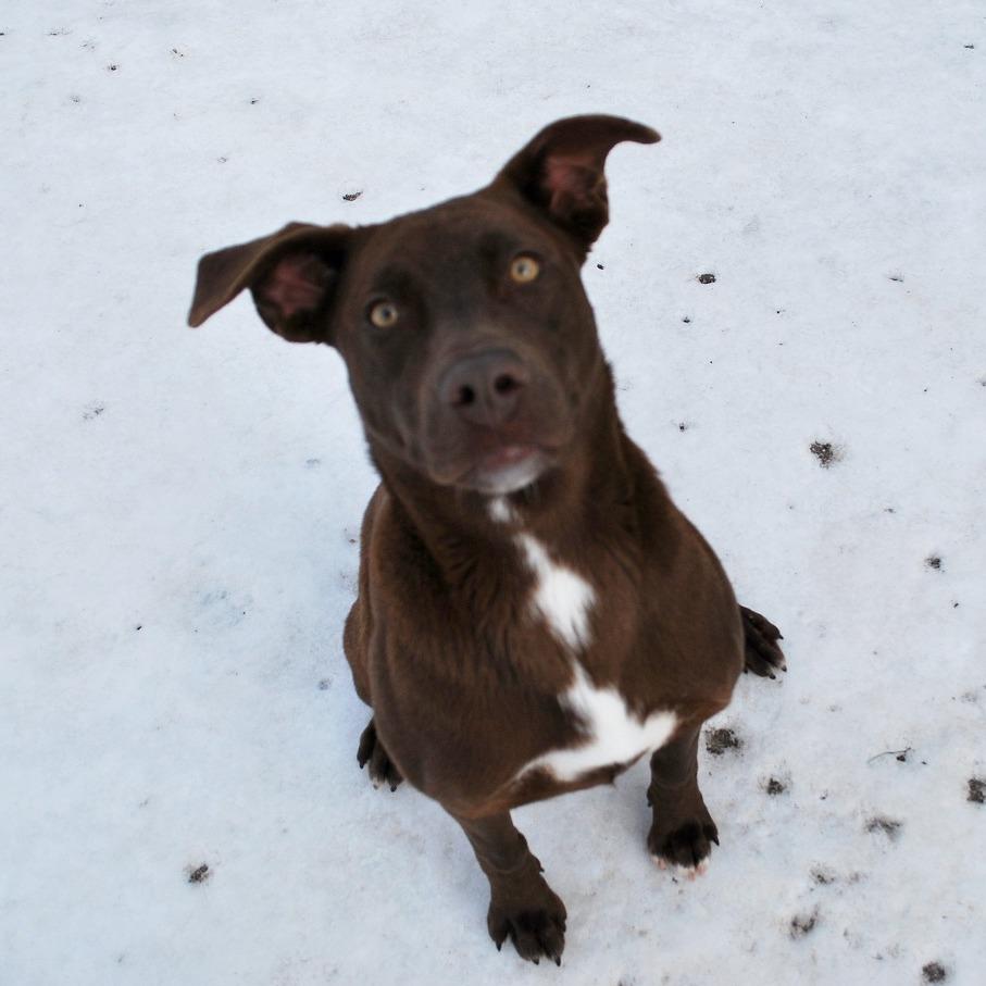 Toffee, Adoptable, Young Female Chocolate Labrador Retriever.
