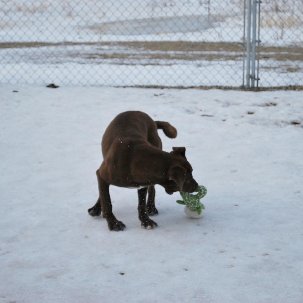 Enlarge Toffee, a Adoptable Chocolate Labrador Retriever in North Battleford, SK image 2/6