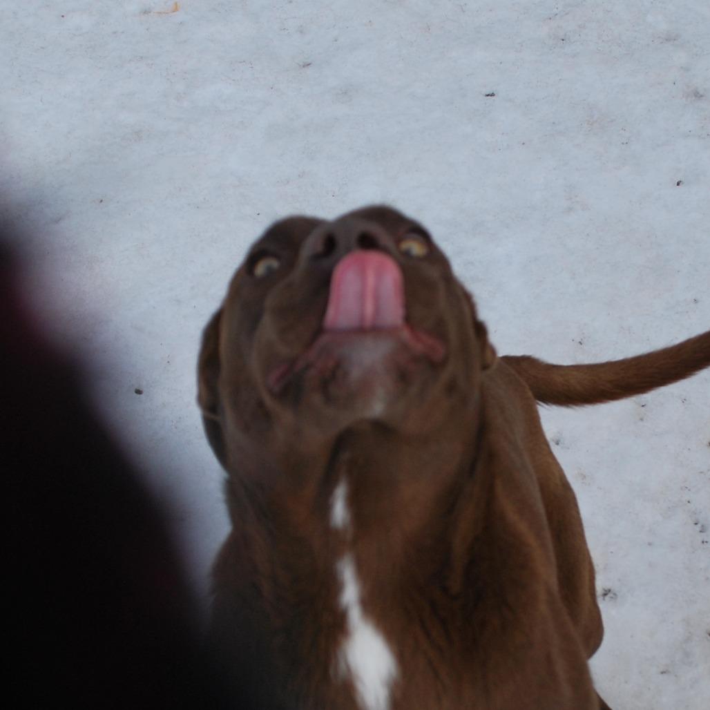 Enlarge Toffee, a Adoptable Chocolate Labrador Retriever in North Battleford, SK image 3/6