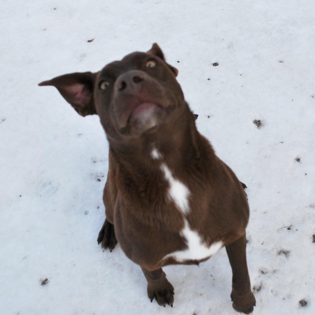 Enlarge Toffee, a Adoptable Chocolate Labrador Retriever in North Battleford, SK image 4/6