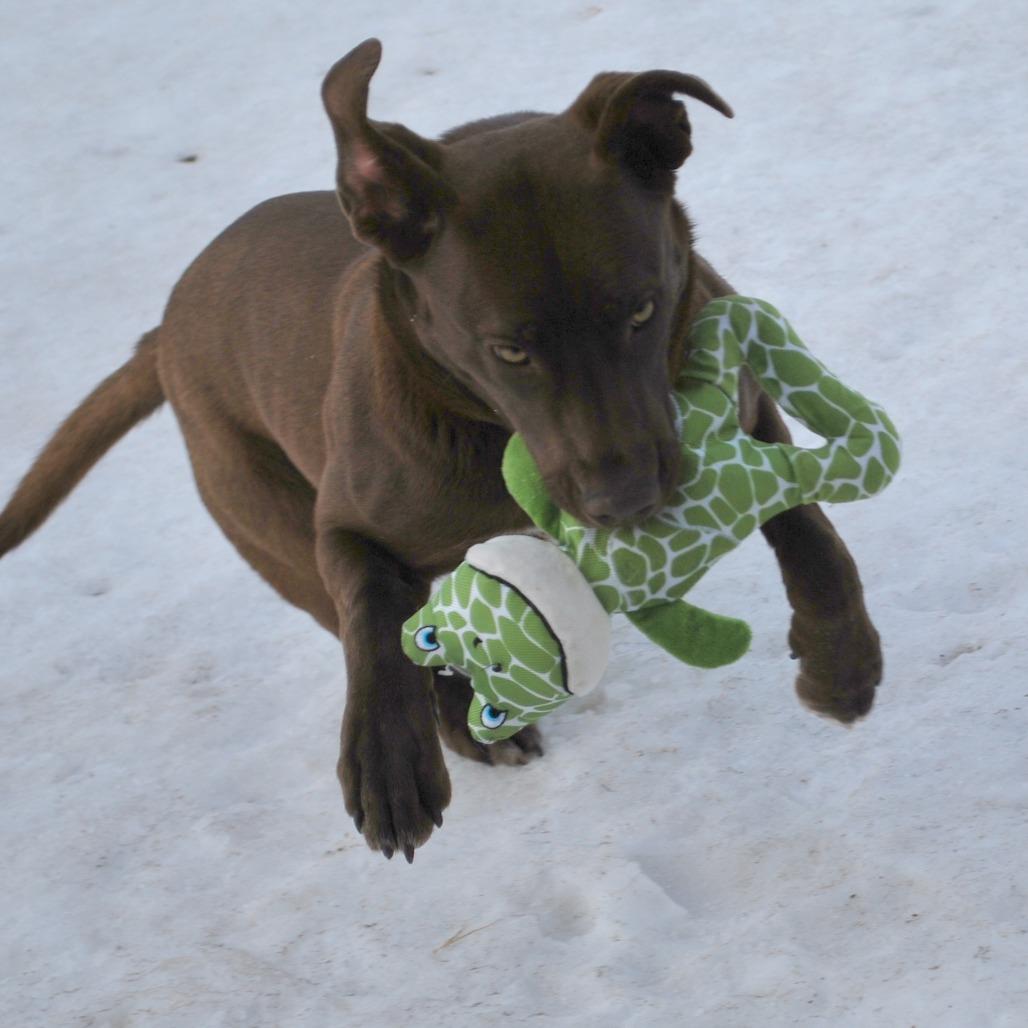 Enlarge Toffee, a Adoptable Chocolate Labrador Retriever in North Battleford, SK image 5/6
