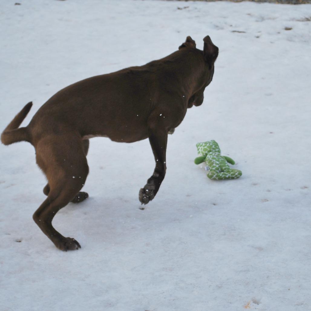 Enlarge Toffee, a Adoptable Chocolate Labrador Retriever in North Battleford, SK image 6/6