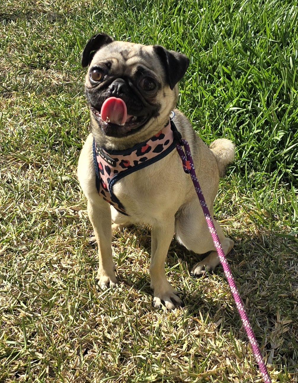 Enlarge Asia, an adoptable Pug in Fallbrook, CA image 3/6