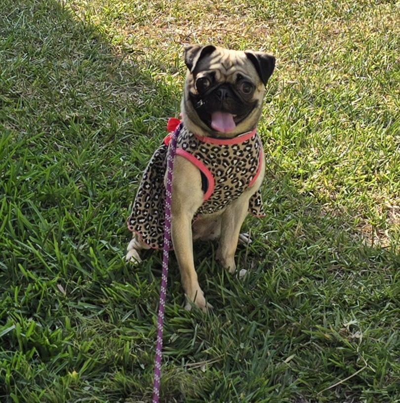 Enlarge Asia, an adoptable Pug in Fallbrook, CA image 4/6