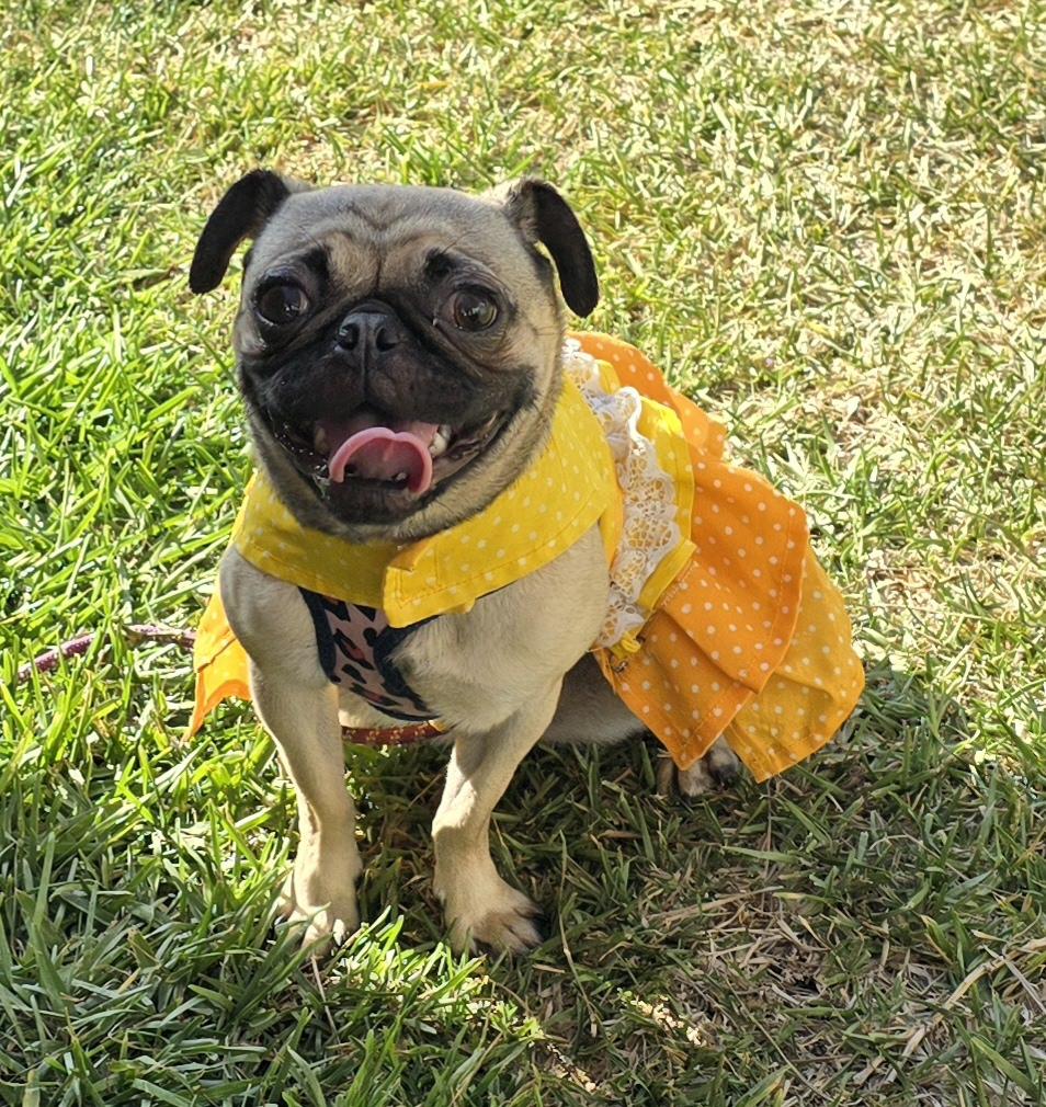 Asia, adoptable, Young Female Pug.