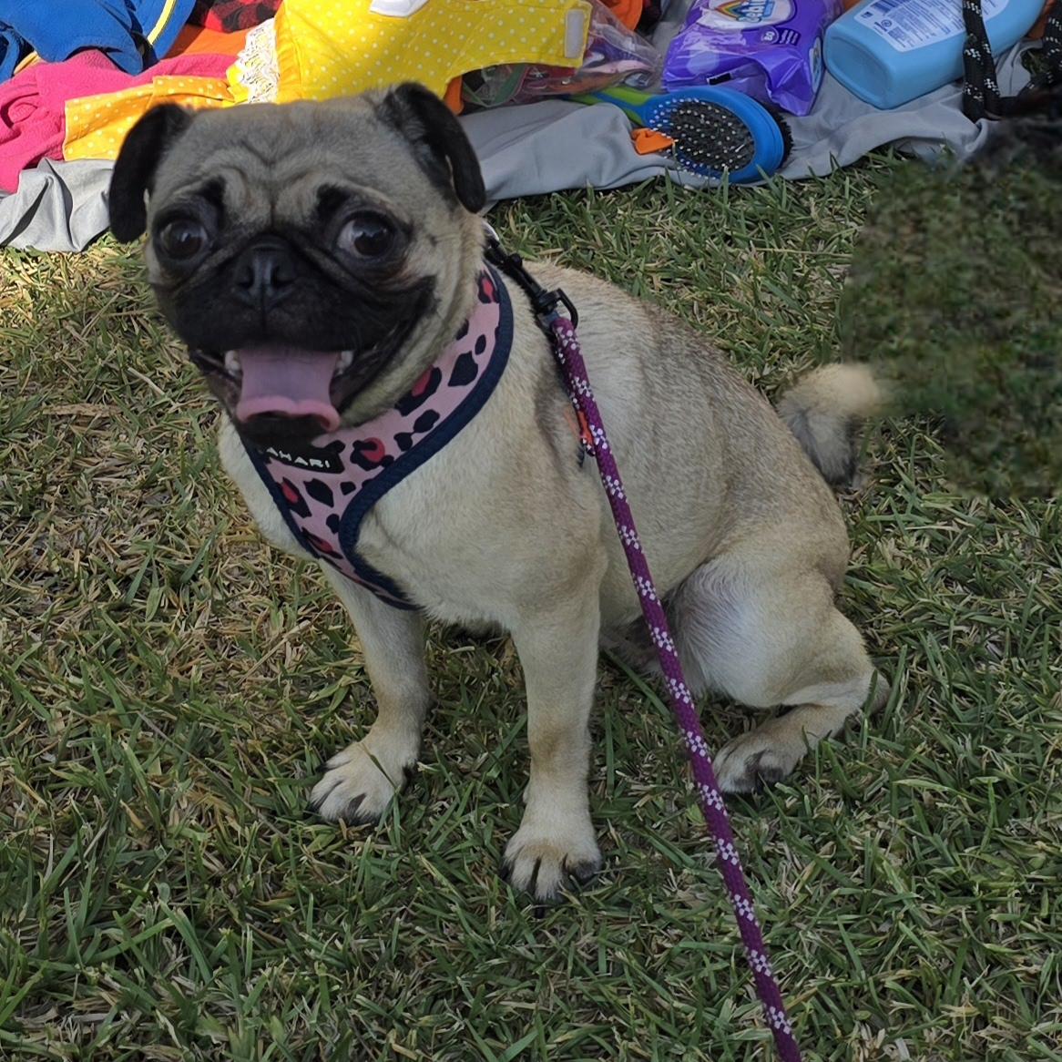 Enlarge Asia, an adoptable Pug in Fallbrook, CA image 6/6