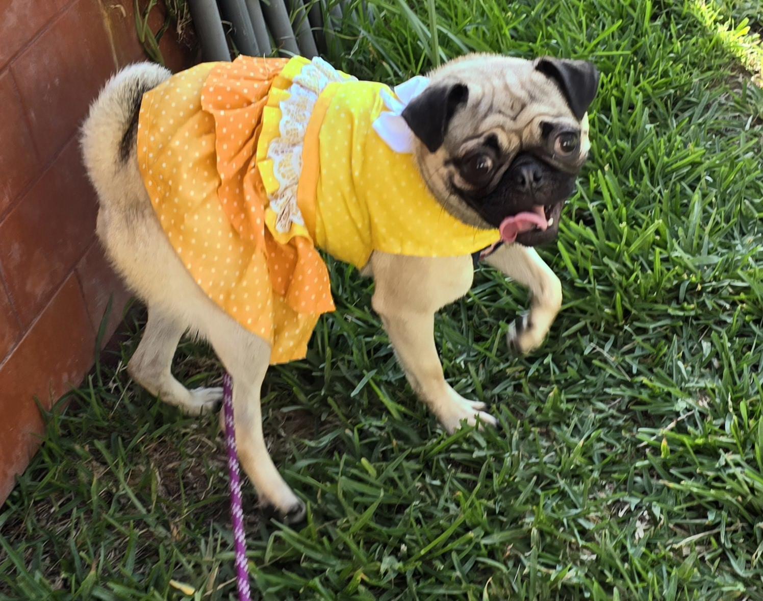 Enlarge Asia, an adoptable Pug in Fallbrook, CA image 2/6
