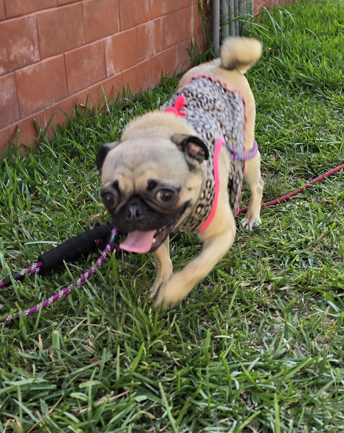 Enlarge Asia, an adoptable Pug in Fallbrook, CA image 5/6