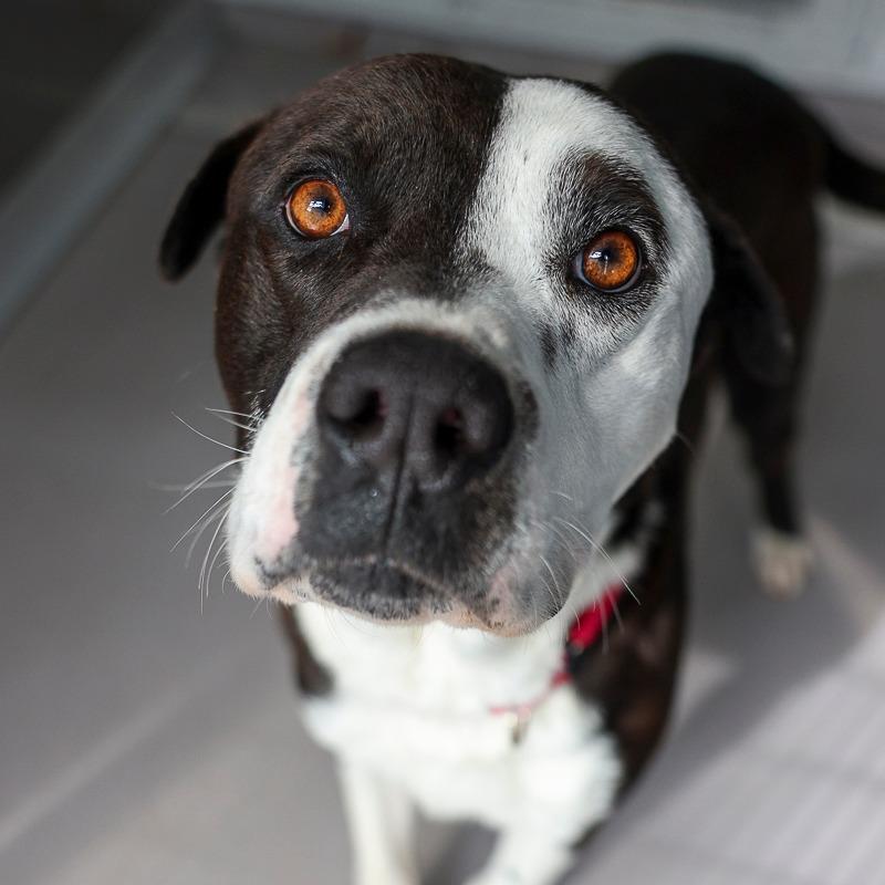 Snoop D.O. Double G, Adoptable, Adult Male American Bulldog.
