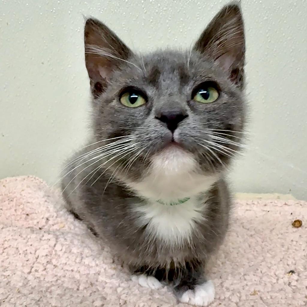 Remy, Adoptable, Kitten Female Domestic Short Hair.