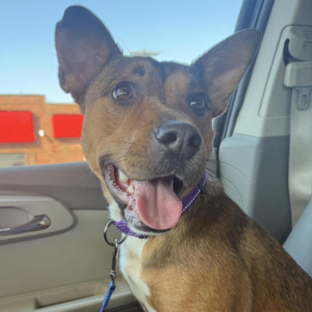 Enlarge Stella, a Adoptable mixed breed in Fulton, MO image 1/1