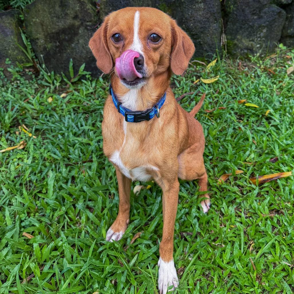 Ducky, Adoptable, Adult Male Mixed Breed.