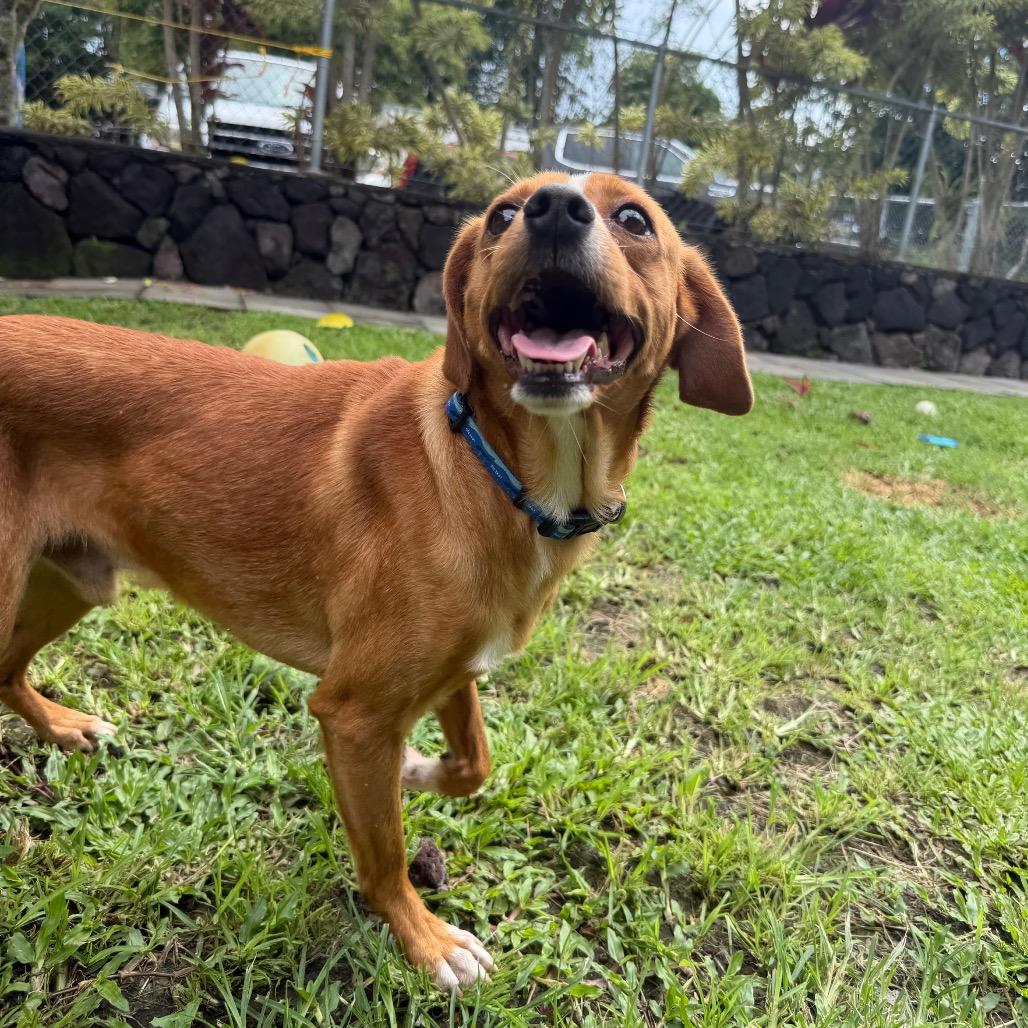 Enlarge Ducky, a Adoptable Mixed Breed in Keaau, HI image 2/6