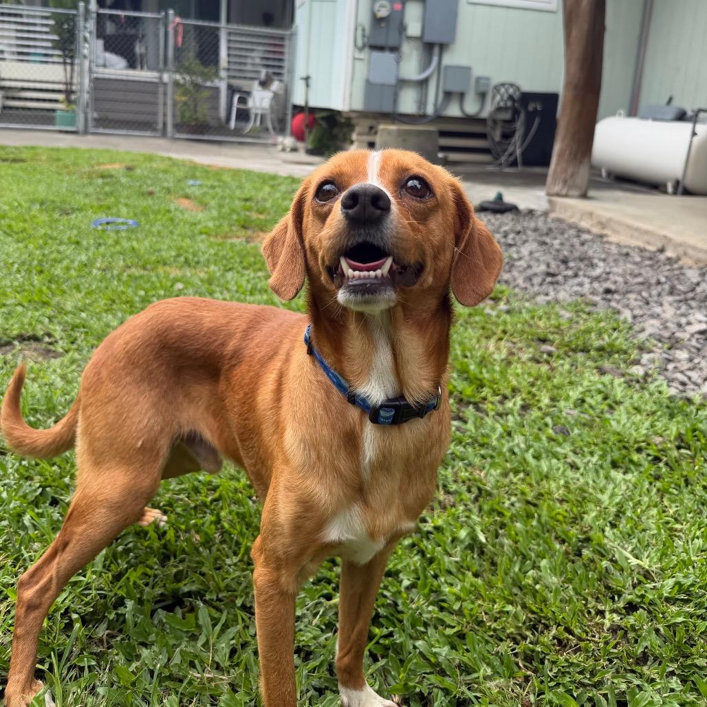 Enlarge Ducky, a Adoptable Mixed Breed in Keaau, HI image 3/6