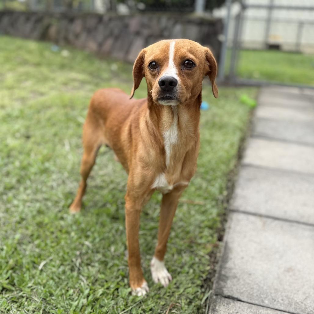 Enlarge Ducky, a Adoptable Mixed Breed in Keaau, HI image 4/6