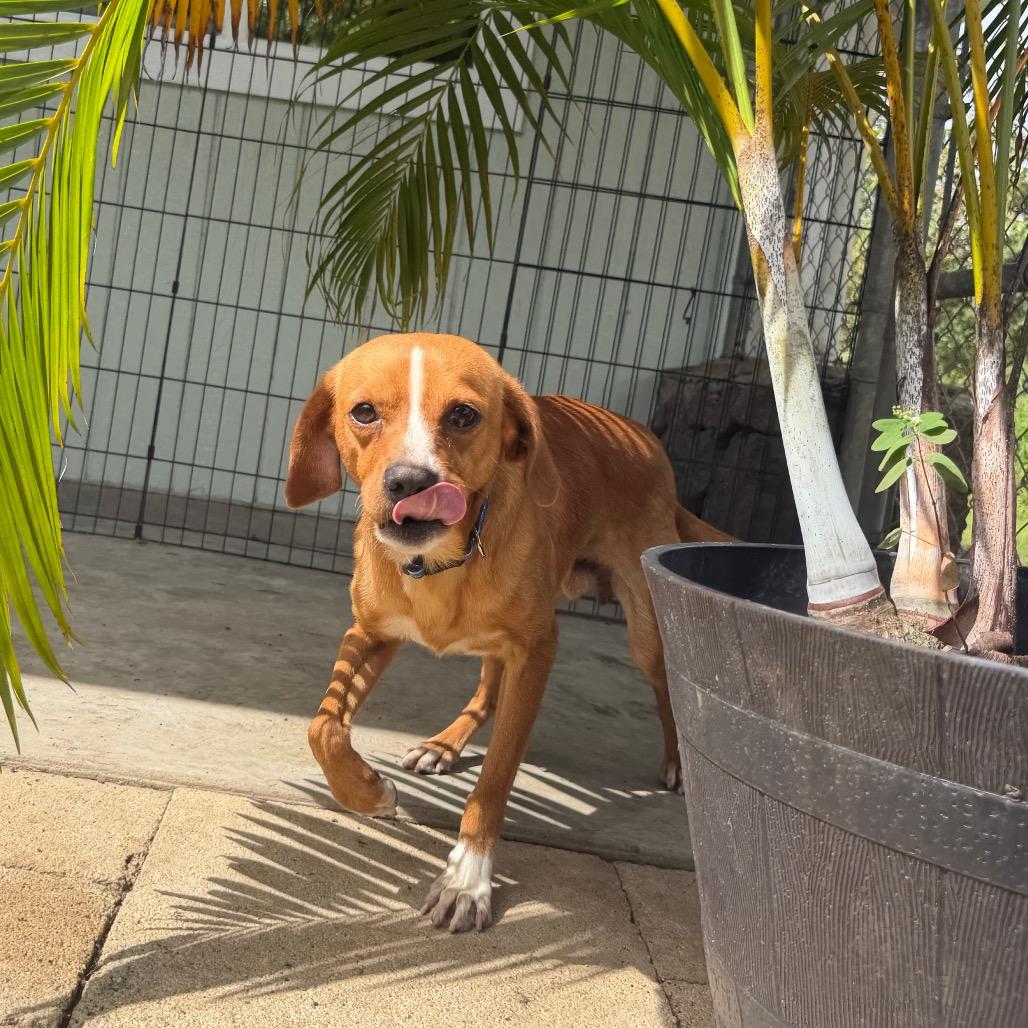 Enlarge Ducky, a Adoptable Mixed Breed in Keaau, HI image 5/6