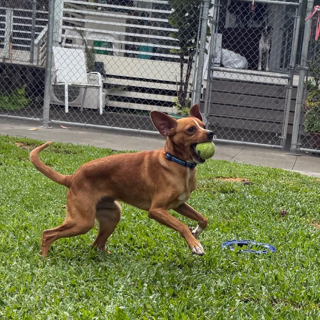 Enlarge Ducky, a Adoptable Mixed Breed in Keaau, HI image 6/6