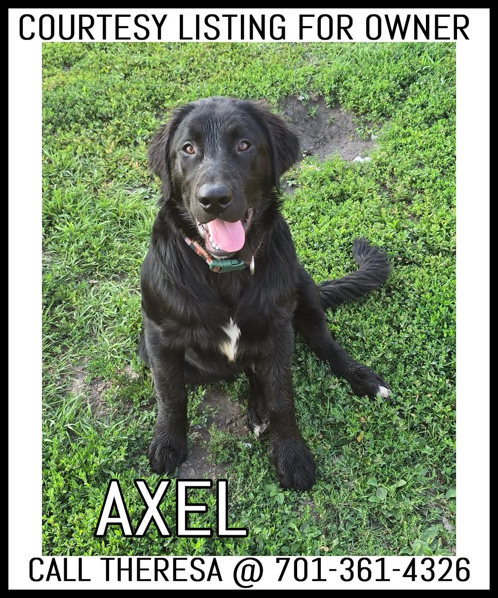 Axel - COURTESY LISTING, adopted, Young Female Labrador Retriever & Border Collie.