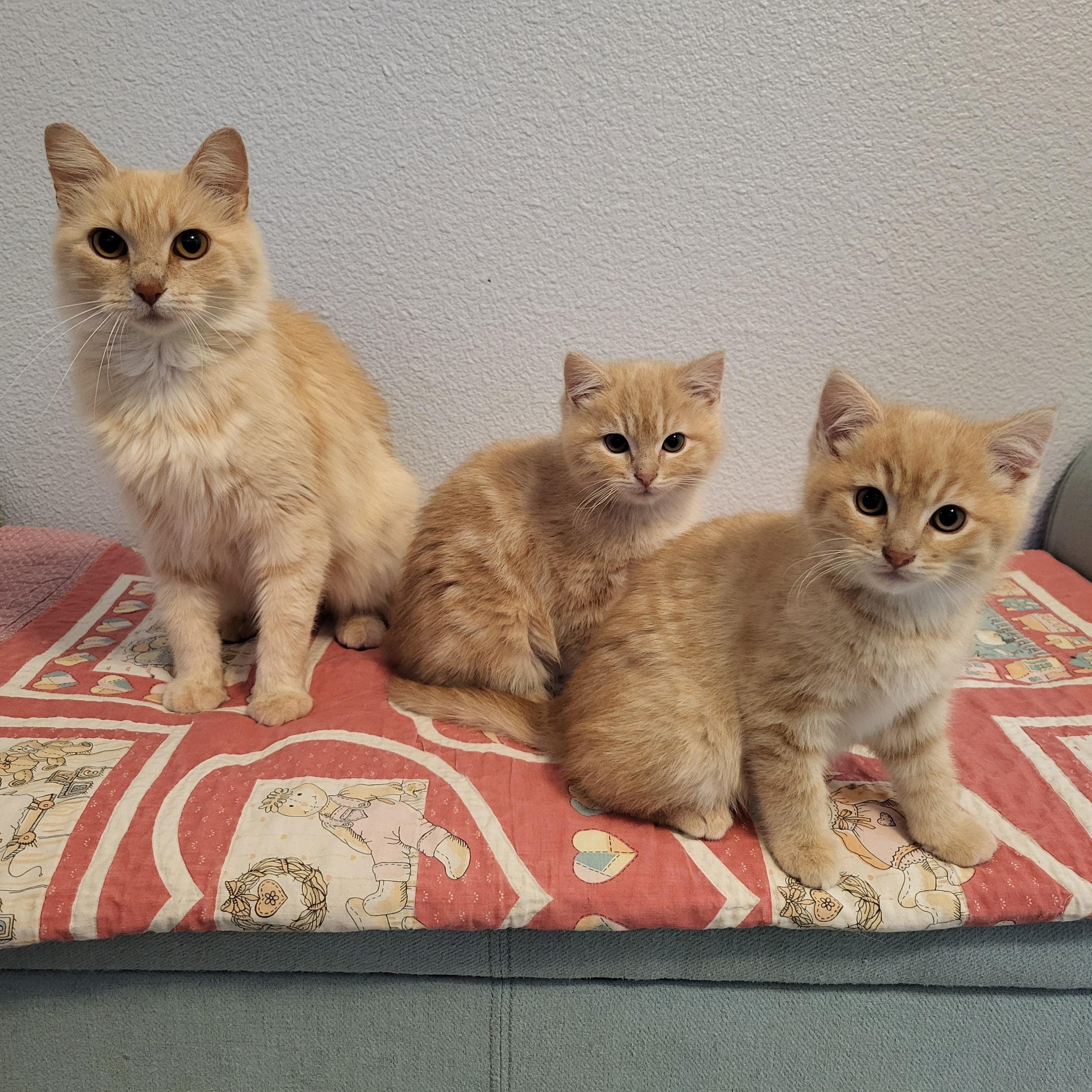 Sandy Cheeks, an adopted Domestic Medium Hair in Greenwood, IN image 6/6