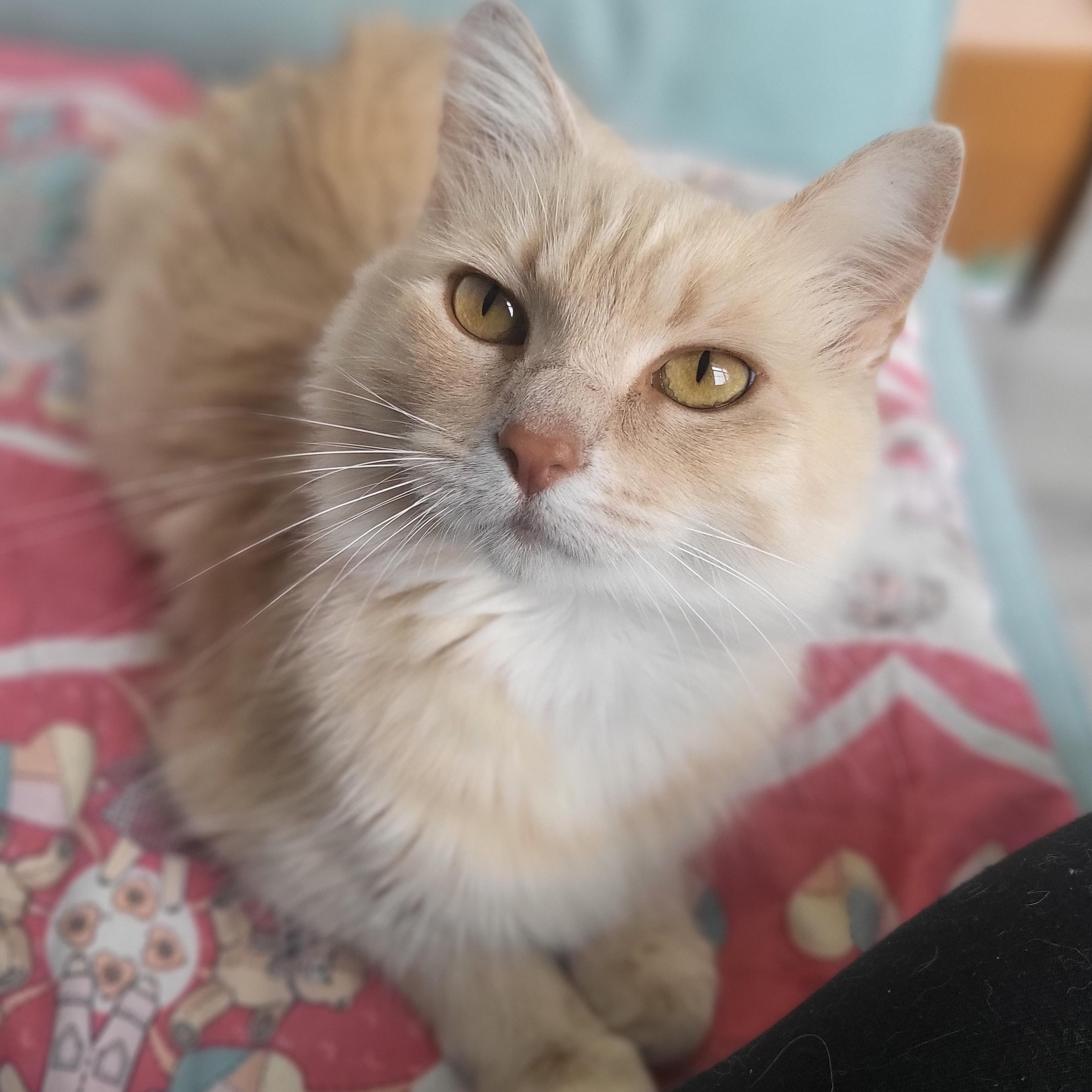 Sandy Cheeks, an adopted Domestic Medium Hair in Greenwood, IN image 2/6