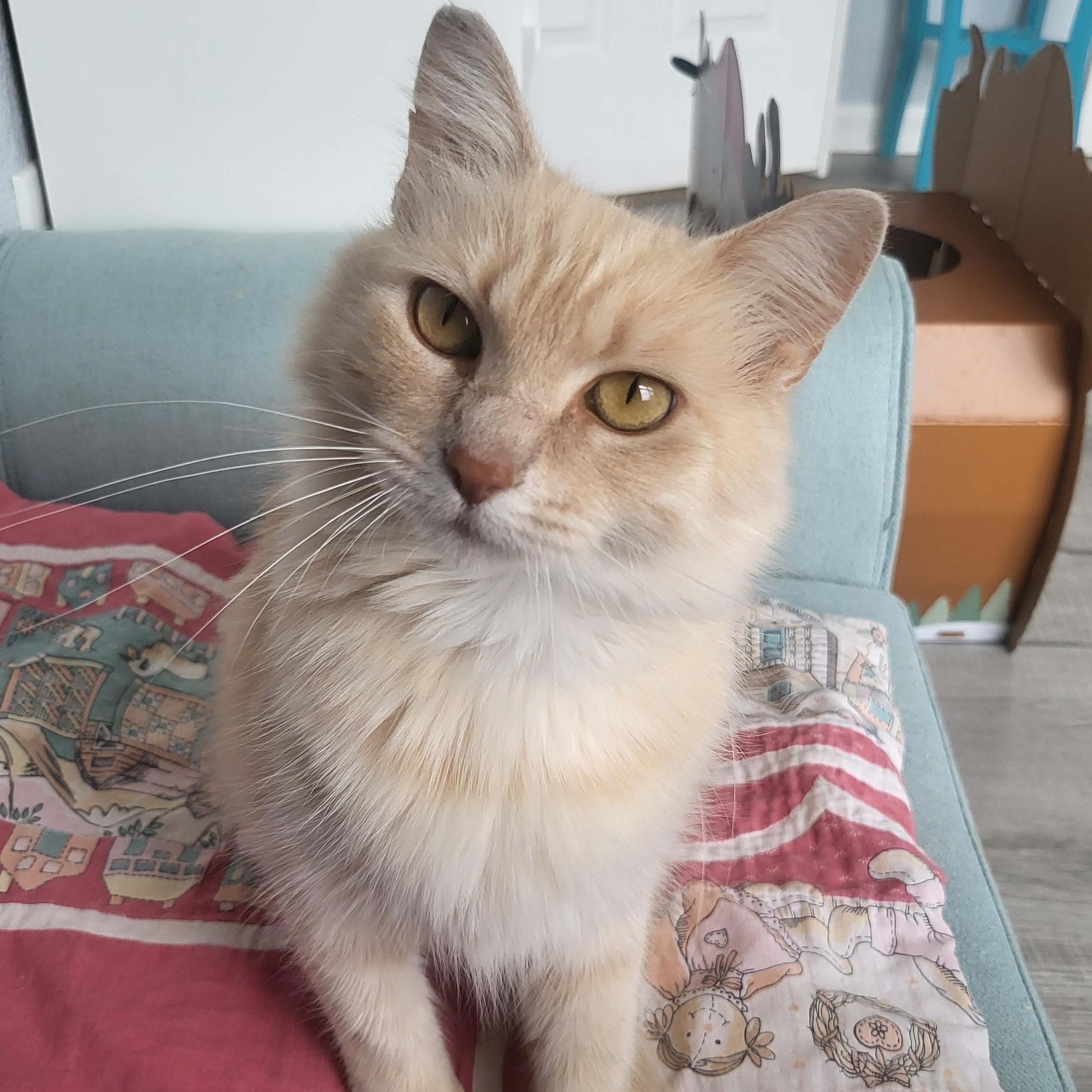 Sandy Cheeks, Adoptable, Adult Female Domestic Medium Hair.