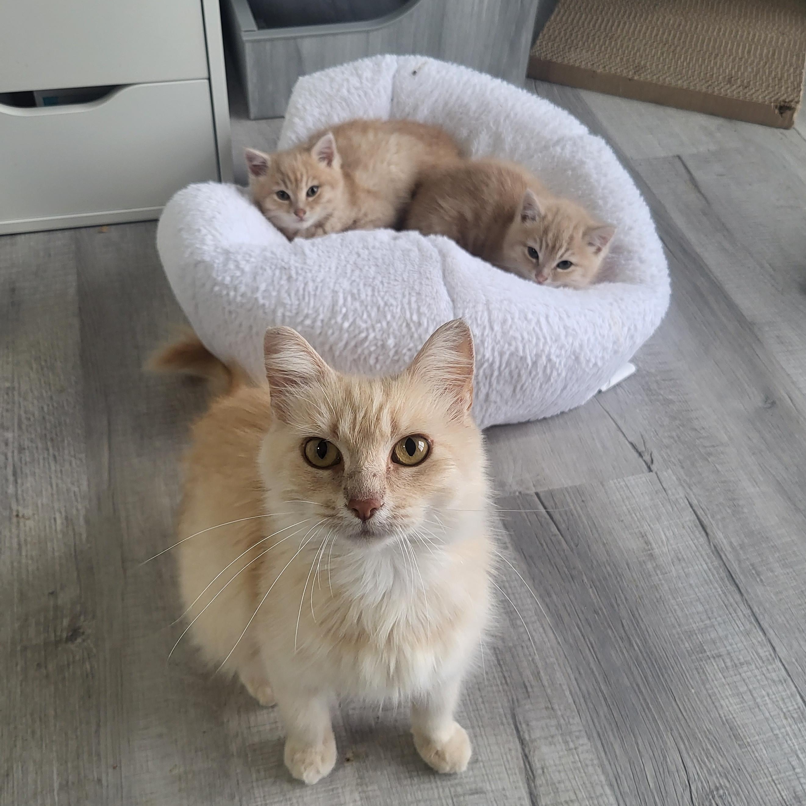 Sandy Cheeks, an adopted Domestic Medium Hair in Greenwood, IN image 5/6