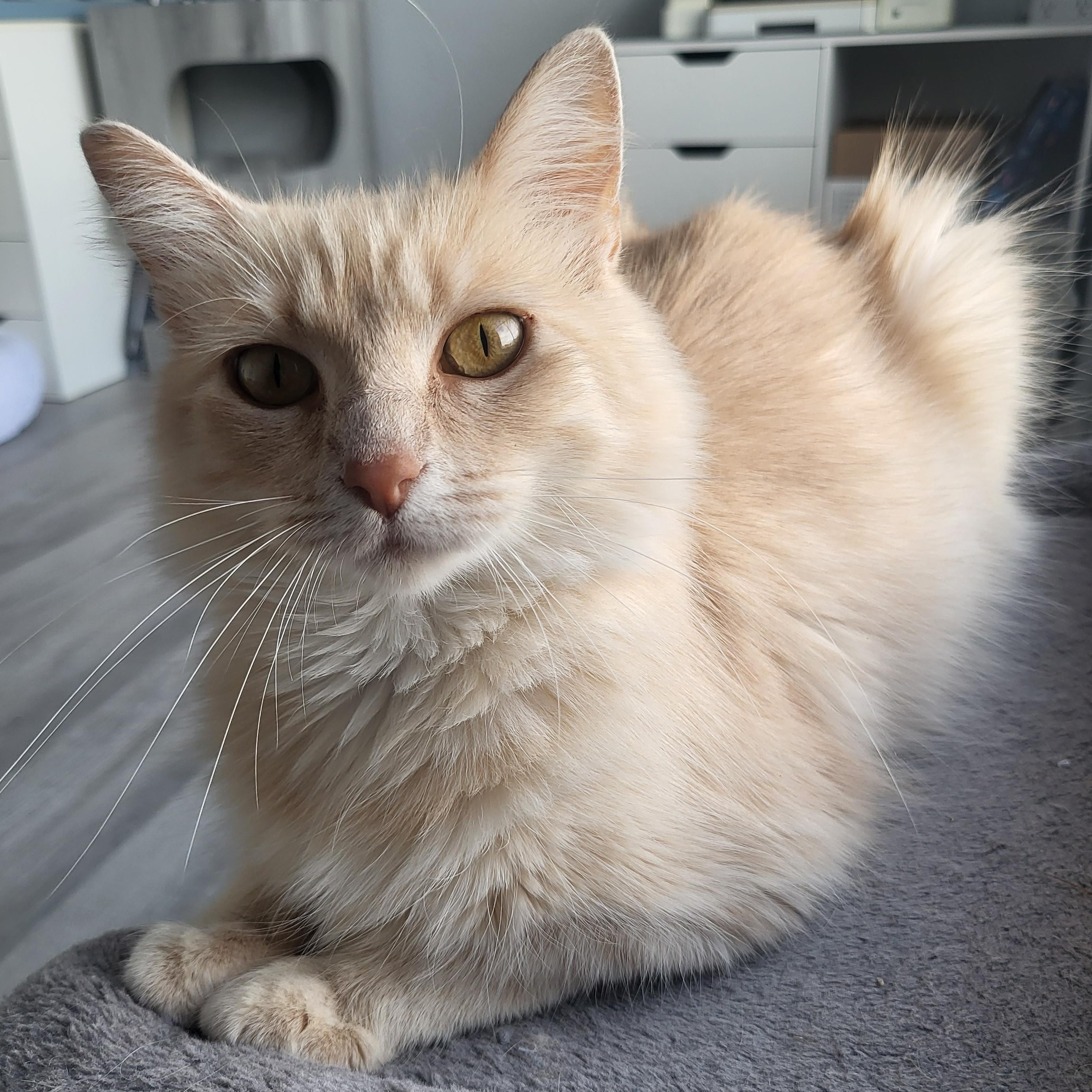 Sandy Cheeks, an adopted Domestic Medium Hair in Greenwood, IN image 3/6