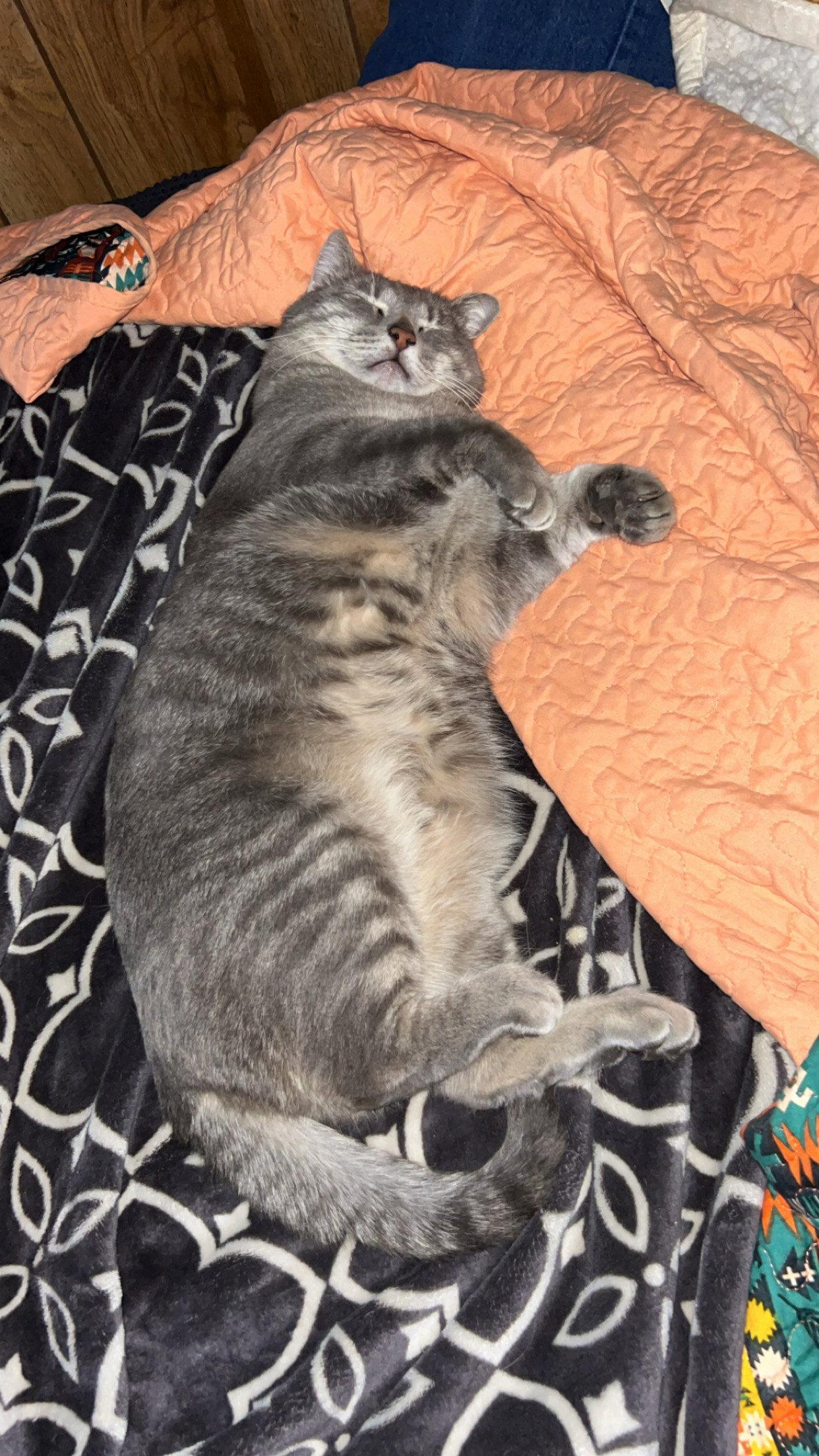 Missy, a Adoptable Domestic Short Hair in McKinney, TX image 2/2