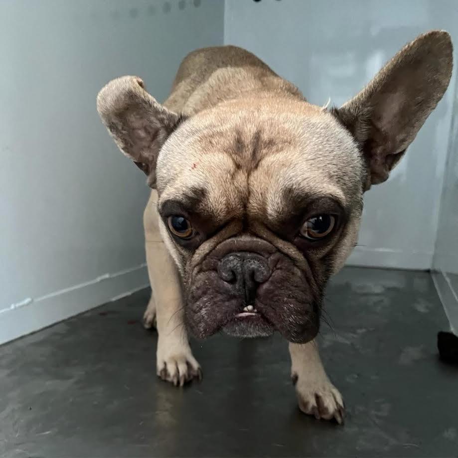 Ben, ADOPTABLE, Adult Male French Bulldog.