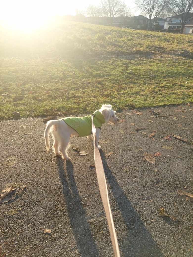 Santos, Adopted, Adult Male Maltese.